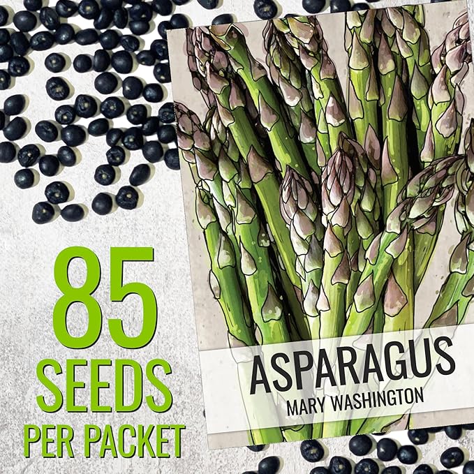 Seed Needs Asparagus Seeds for Planting Mary Washington Asparagus - Non-GMO Heirloom & Untreated Perennial Veggie Seed to Plant an Outdoor Home Grown Garden (5 Packs)