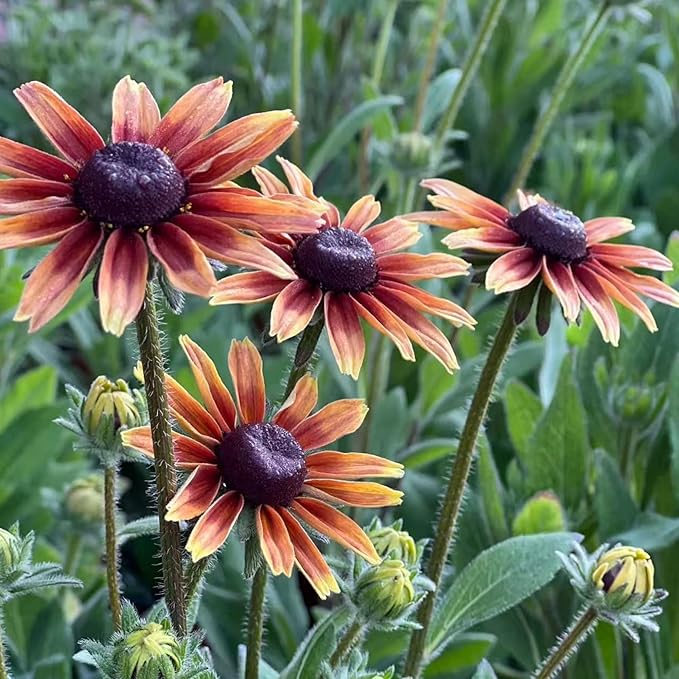 NYGardenia 500 Black Eyed Susan Seeds – Rustic Orange & Yellow Rudbeckia Autumn Garden Flower, Heirloom, Non-GMO