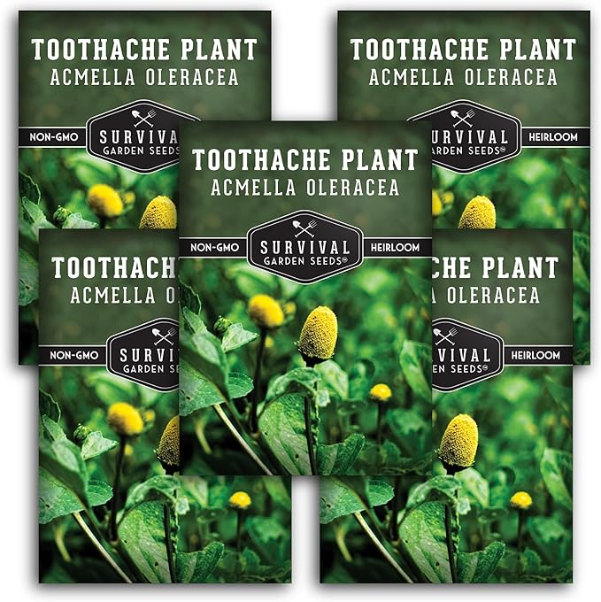 Toothache Plant Seeds for Planting - Acmella Oleracea Spilanthes Buzz Button Electric Daisy Medicinal Herb & Edible Flower - Heirloom Non-GMO Open Pollinated - Survival Garden Seeds (5 Pack)