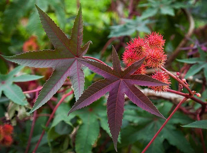 Outsidepride Bright Red Castor Bean Seeds - 15 Pcs Annual Quick-Growing Tropical Flower Seeds for Planting Vibrant Foliage & Colorful Blooms for Eye-Catching Borders, Gardens & Landscapes