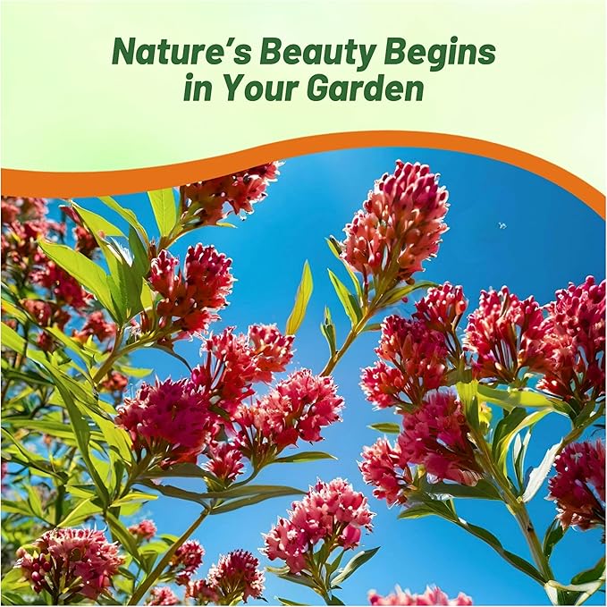 Outsidepride Carmine Rose Swamp Milkweed Seeds - 500 Pcs Perennial, Heat & Humid Tolerant, Pollinator-Friendly Wildflower Seeds, Ideal for Monarch Butterflies, Cut Flowers, Borders, or Meadows