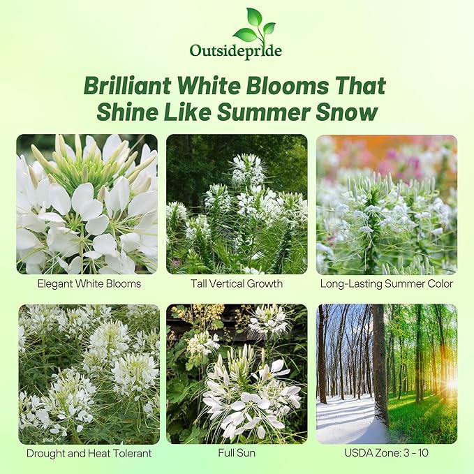 Outsidepride White Cleome Seeds - 2000 Pcs Annual Flower Seeds with Large, Airy, Spidery Blooms, Drought Tolerant Spider Plant for Xeriscaping, Flower Bed, Border, Pollinator, & Cut Flower Garden
