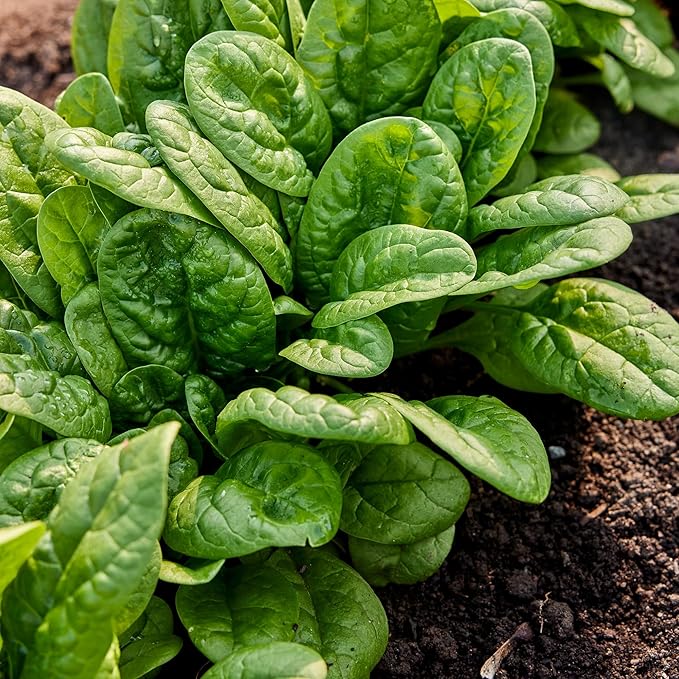Burpee Bloomsdale Long Standing Spinach Seeds - Heirloom, Slow-Bolting