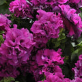 Petunia Double Cascade Burgundy ~50 Seeds – Pelleted Seeds – Grandiflora 4" Fully-Double Blooms – Compact 10–15" Plants – Non-GMO Annual – Attracts Pollinators – 98–105 Days