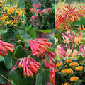 250+ Honeysuckle Seeds - High Germination Rate Perennial Climbing Flower Seeds Hardy Perennial Plant Seeds for Garden
