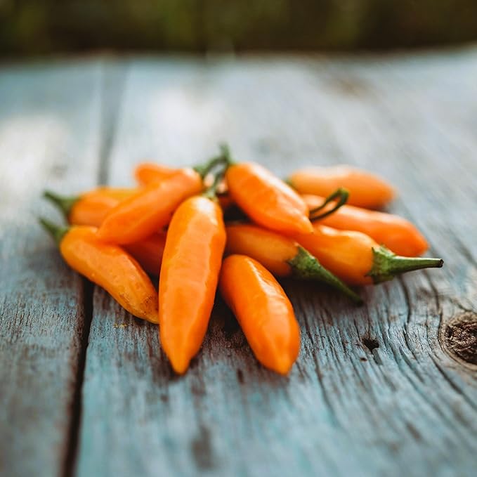 Aji Amarillo Peruvian Chile Pepper - 25 Seeds - Heirloom & Open-Pollinated Variety, USA-Grown Chili Seeds, Non-GMO Vegetable Seeds for Planting Outdoors in The Home Garden, Thresh Seed Company