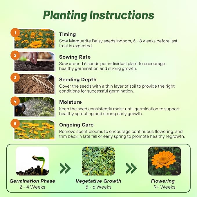 Outsidepride Orange Marguerite Daisy Seeds - 5000 Pcs. Perennial Drought-Tolerant & Pollinator-Friendly, Flower Seeds for Planting Vibrant Blooms for Gardens, Borders & Cut Flowers