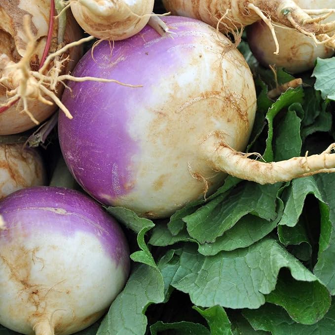 Turnip Garden Seeds - Purple Top White Globe - 5 Lb Bulk - Non-GMO, Heirloom Vegetable Garden & Microgreens Seeds