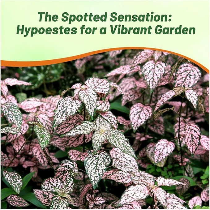 Outsidepride Pink Polka Dot Hypoestes Seed for Planting - 2000 Pcs Perennial Polka Dot Plant Seeds w/Variegated Foliage for Containers, Hanging Baskets, Small Gardens, Both Indoors & Outdoors