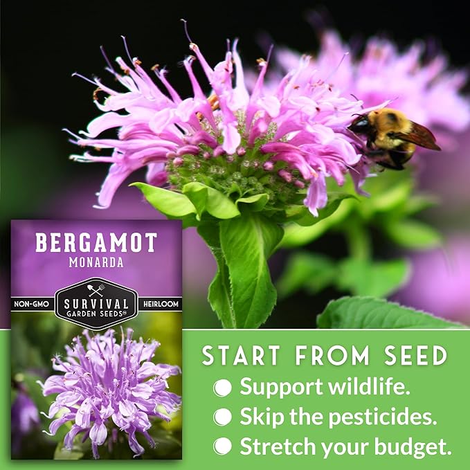 Bee Balm Seeds for Planting - Wild Bergamot (Monarda Fistulosa) Perennial Native Wildflower & Medicinal Herb for Pollinator Gardens, Fragrant Heirloom Flower - Survival Garden Seeds (2 Packs)
