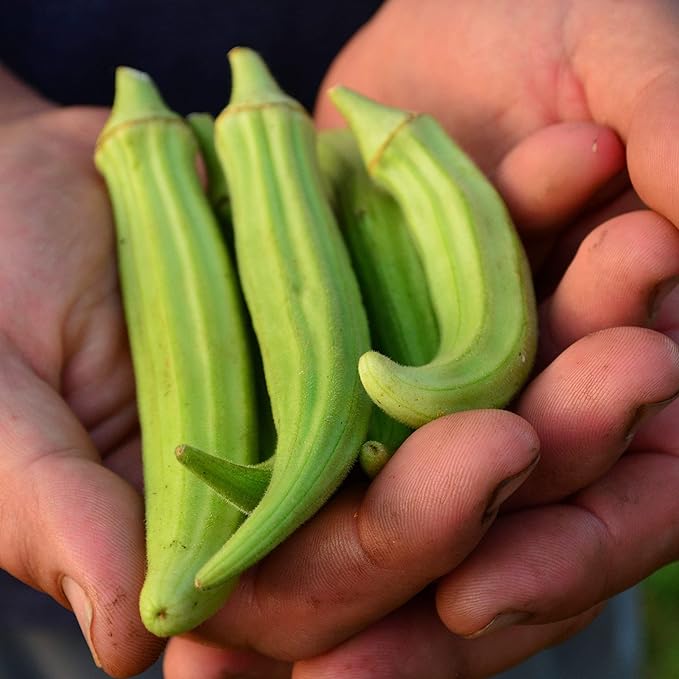 Fife Creek Cowhorn Okra - 50 Seeds - Heirloom & Open-Pollinated Variety, Non-GMO Vegetable Seeds for Planting Outdoors in The Home Garden, Thresh Seed Company