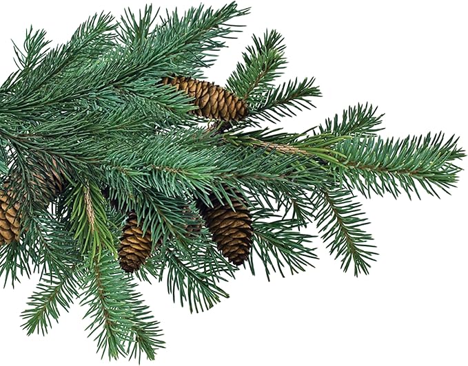 Jobe’s Slow Release Evergreen Fertilizer Spikes, Easy Plant Care for Cypress, Arborvitae, Pine, Cedar, and Many More Acid Loving Trees, 9 Count