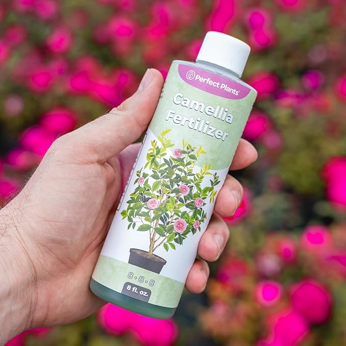 Liquid Camellia Fertilizer by Perfect Plants | The Best Fertilizer for All Outdoor Camellia Shrub Plant to Enhance Blooms & Boost Colors | Improves Missing Flower Nutrient Levels