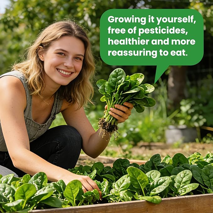 Bloomsdale Spinach Seeds for Planting 960+ Seeds - Non-GMO Heirloom Seeds High Germination Spinach for Indoor Outdoor Home Vegetable Garden - Abundance of Leafy Greens