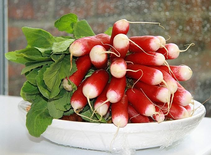 Seeds French Radish Fire N Ice - 18 Days - Heirloom Vegetable - GMO Free