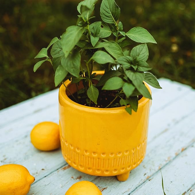 Lemon Basil - 250 Seeds - Heirloom & Open-Pollinated Variety, Non-GMO Culinary Herb Seeds for Planting, Grow Kitchen Herbs Indoors or Outdoors in Containers or The Home Garden, Thresh Seed Company