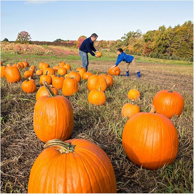 Seed Needs Connecticut Field Pumpkin Seeds for Planting | 1 Ounce Cucurbita Pepo Heirloom Vegetable Seeds Non GMO | American Field Favorite Carving Pumpkin | Bulk