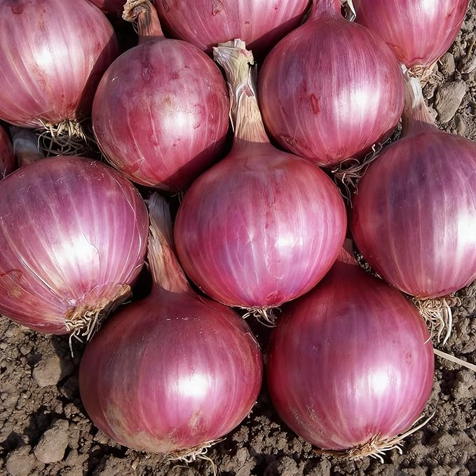 Onion Vegetable Seeds for Planting, 100+ Onion Seeds, Heirloom Non-GMO Vegetable Seed for Garden Outdoor