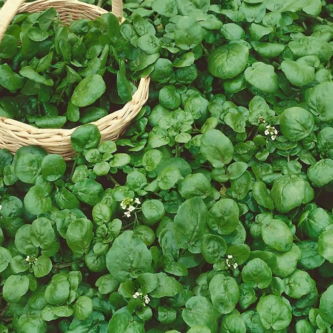 Watercress Garden Seeds - 0.25 Oz - Non-GMO, Heirloom, Vegetable Gardening Cress & Microgreens Seeds