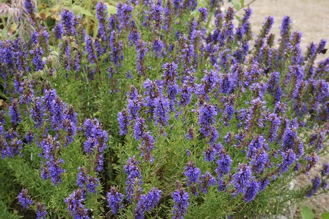 Hyssop Great Garden Herb ~ Medicinal ~ Aromatic ~ by Seed Kingdom Bulk 1/4 Lb Seeds