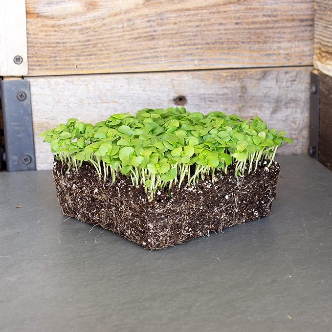 Genovese Basil Microgreens Seeds - 1 Lb ~256,000‬ Seeds - Non-GMO Bulk Seed for Growing Micro Herbs, Indoor Gardening, Herb Garden, Micro Greens