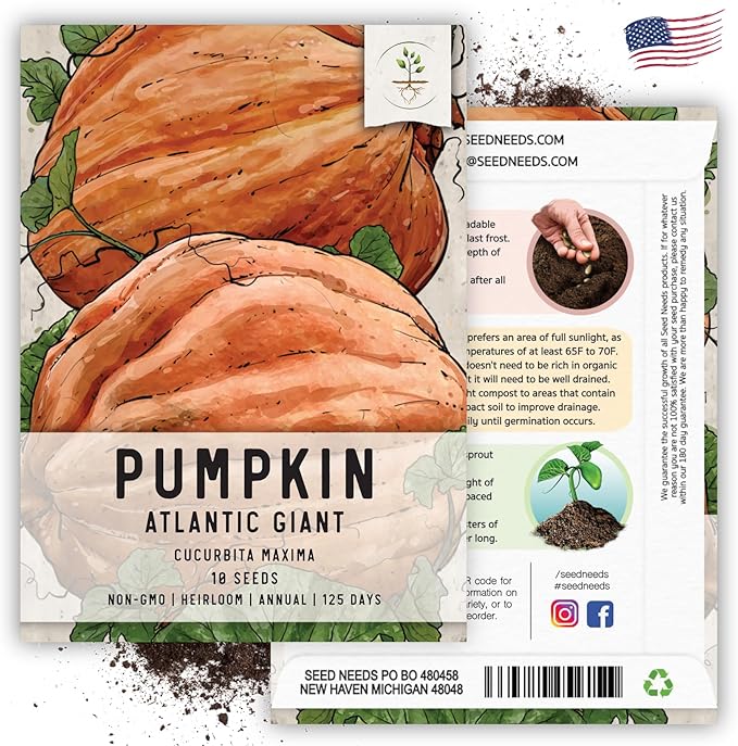 Seed Needs Pumpkin Seeds for Planting Atlantic Giant Pumpkins - Non-GMO Heirloom & Untreated Cucurbita Vegetable Seed to Plant an Outdoor Autumn Home Grown Veggie Garden (2 Packs)