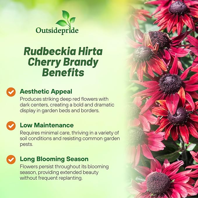 Outsidepride Cherry Brandy Rudbeckia Seeds - 50 Pcs. Annual, Easy to Grow & Self-Seeding Flower Seeds for Planting Red Blooms, for Low Maintenance Pollinator Gardens & Erosion Control