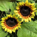 Park Seed ProCut Red/Lemon Bi-Colour Sunflower Seeds – Bold Red Petals with Lemon Tips, Easy to Grow Spring Variety, Great for Cutting Gardens, 4-Inch Blooms, Pack of 50