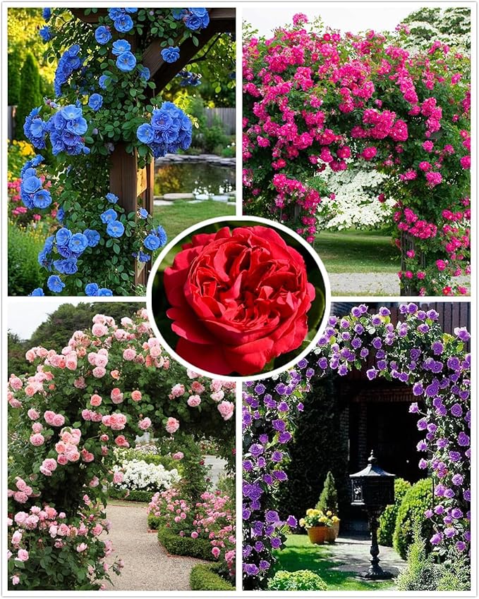 100+ Mix Climbing Rose Seeds for Planting Outdoors Ornamental Climbing Flowers Rosa Bush Vine Climber Long-Blooming