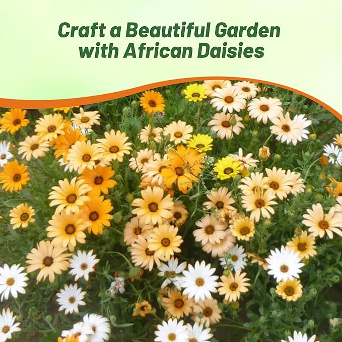Outsidepride Mix African Daisy Seeds - 5000 Pcs. Annual Flower Seeds for Planting Outdoors with Long-Lasting Blooms, Drought-Tolerant, Easy to Grow for Sunny Gardens & Borders