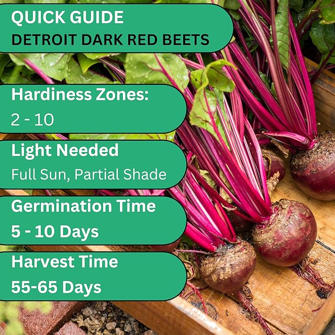 Woods Creek Seeds: Detroit Dark Red Beet Seeds for Planting Outdoors or Indoors - Heirloom Root Vegetable Seeds - Non-GMO Dark Red Beets Seed Pack - Easy to Grow, Sweet Flavor & Edible Greens