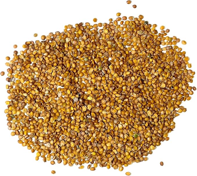 Seed Needs Alyssum Seeds for Planting Basket of Gold - Heirloom Annual Flowers to Attract Pollinators Butterflies & Bees to Outdoor Rock Gardens, Pots, Containers & Window Boxes (2 Packs)