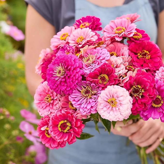 Eden Brothers Zinnia Seeds - Art Deco Mix, Non-GMO Seeds for Planting, Packet | Low-Maintenance Flower Seeds, Plant During Spring, Zones 3, 4, 5, 6, 7, 8, 9, 10