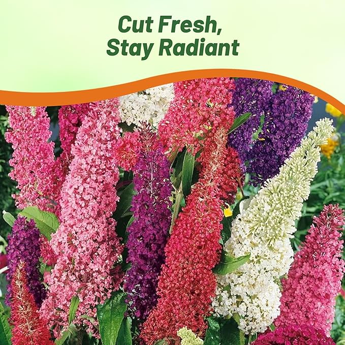 Outsidepride Butterfly Bush Mix Seeds - 100 Pcs. Perennial, Drought-Tolerant & Low Maintenance Flower Seeds for Planting Fast Growing & Aromatic, Tall Mixed Blooms, Great for Pollinator Gardens
