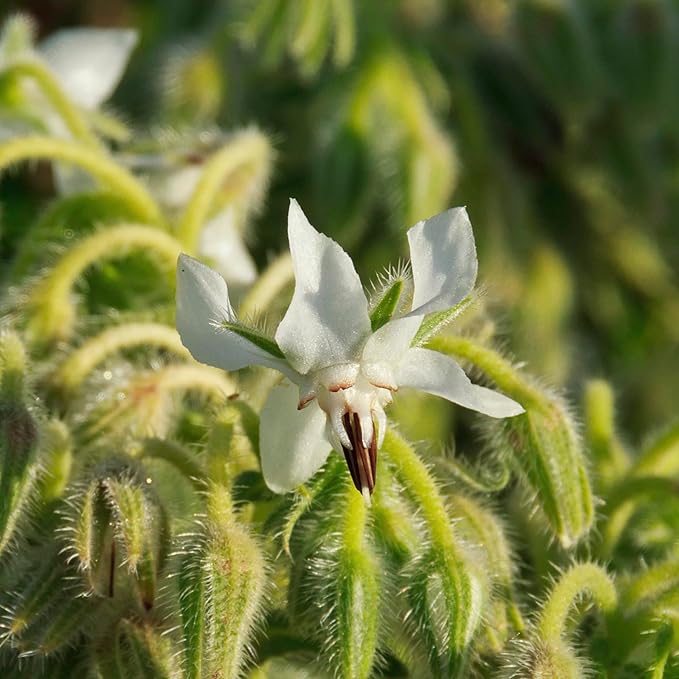 Seed Needs Borage Seeds for Planting Blue and White Star Flowers - Non-GMO Heirloom & Untreated Garden Seed to Plant an Indoor/Outdoor Garden - Attracts Pollinators (Collection of 2 Packets)