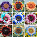 520+ Mixed Sunflower Seeds for Planting-Non-GMO Heirloom Plant Seeds for Garden, Yard & Pot