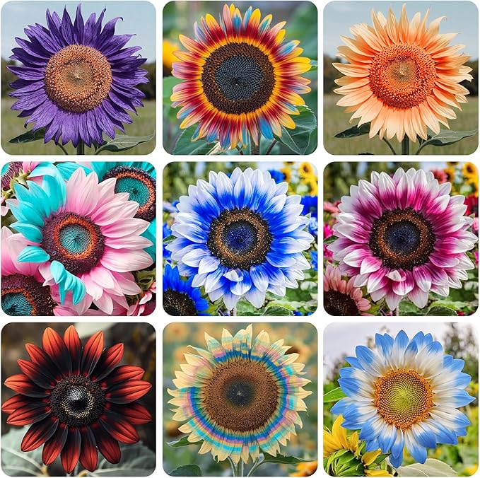 520+ Mixed Sunflower Seeds for Planting-Non-GMO Heirloom Plant Seeds for Garden, Yard & Pot
