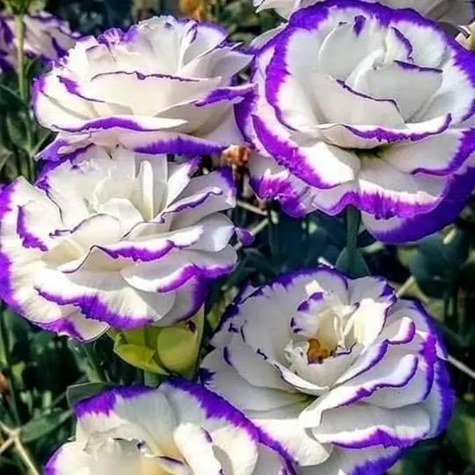 300+ Lisianthus Flower Seeds for Planting - Annual White Purple Lisianthus Non-GMO Heirloom Garden Flower to Plant Open Pollinated