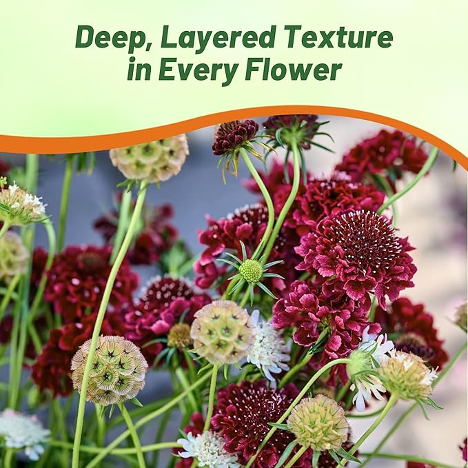 Outsidepride Double Red Scabiosa Seeds - 200 Pcs Perennial Pincushion Flower Seeds That Attract Pollinators, Upright & Neat Growth Habit for Small Gardens, Borders, Containers, & Xeriscaping