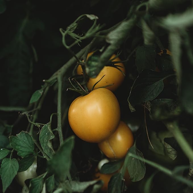 Olga's Round Yellow Chicken Tomato - 50 Seeds - Heirloom Siberian Tomato, Extra-Early Short Season Tomato, Non-GMO Heirloom Tomato Seeds for Planting in The Home Garden, Thresh Seed Company