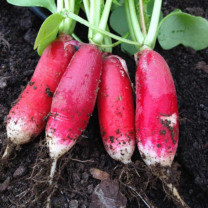 China Rose Radish Sprouting Seeds: 4 Oz - Organic, Non-GMO Radish Seeds for Microgreens, Vegetable Garden