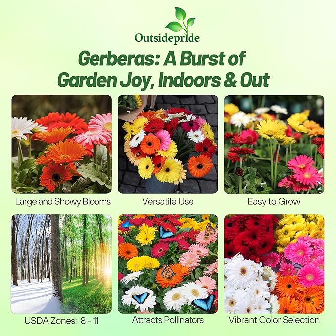 Outsidepride Hybrids Mix Gerbera Seeds - 100 Pcs Perennial, Compact & Low Maintenance, Flower Seeds for Planting w/Vibrant Mixed Blooms, Ideal for Garden Landscaping & Cut Flower Arrangements