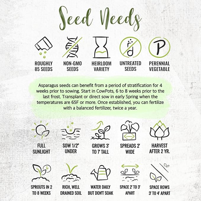 Seed Needs Asparagus Seeds for Planting Mary Washington Asparagus - Non-GMO Heirloom & Untreated Perennial Veggie Seed to Plant an Outdoor Home Grown Garden (5 Packs)
