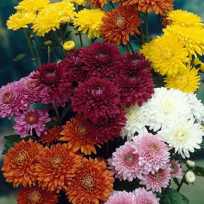 400+ Mixed Color Chrysanthemum Seeds Hardy Garden Flower Seeds - Rare Ground Cover Plant Landscape for Garden Outdoor