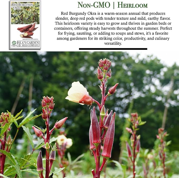Red Burgundy Okra Seeds for Planting – 100+ Non-GMO & Heirloom Seeds, Abelmoschus esculentus, Tender Red Pods for Frying & Cooking, High Yield Warm-Season Vegetable, by Isla’s Garden Seeds, Gift Idea