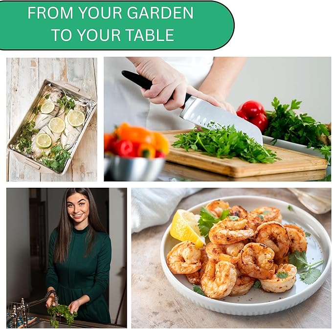 Woods Creek Seeds: Italian Flat Leaf Parsley Seeds for Planting - Over 3,000 Heirloom Non-GMO Italian Parsley Seeds for Planting - Beginner Friendly Herb Gardening for Indoor, Outdoor & Hydroponic
