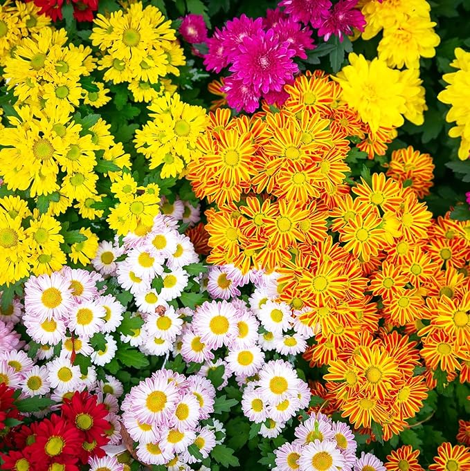 300+Mixed Color Mums Chrysanthemum Seeds for Planting-Perennial Hardy Chrysanthemum Flower Seeds Ground Cover Landscape