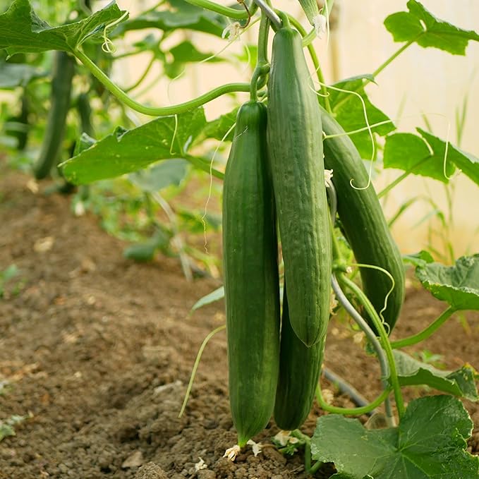 The Old Farmer's Almanac Heirloom Tendergreen Burpless Cucumber Seeds - Premium Non-GMO, Open Pollinated, Heirloom, USA Origin (1 Packet (2 Grams - Approx 60 Seeds))