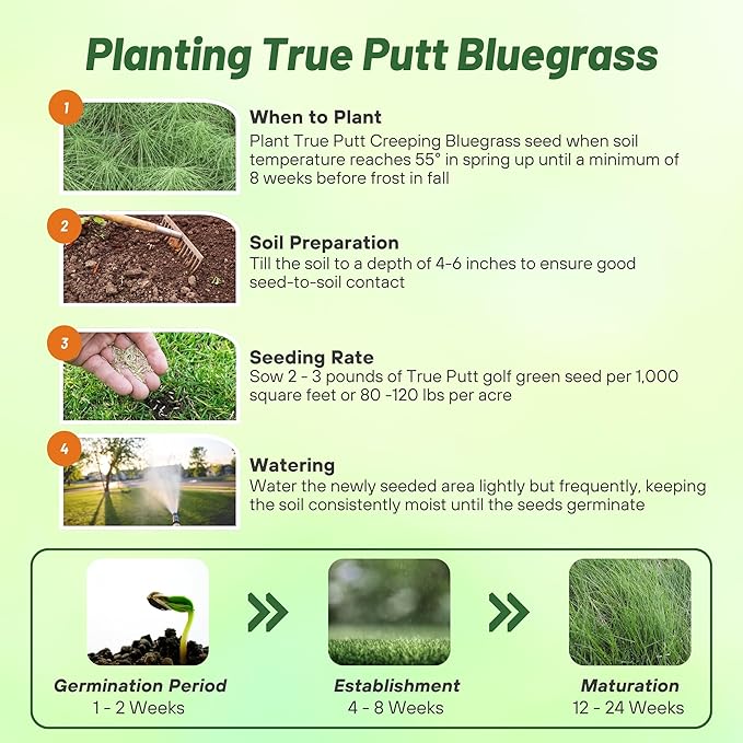 Outsidepride True Putt Perennial Creeping Bluegrass Seed - 1 Lb. Shade-Tolerant Bluegrass for Golf Courses & Home Putting Greens - Ideal for Dense, Fine-Textured Lush Turf in Low-Light Areas