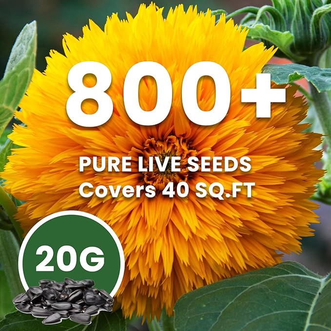 800+ Giant Teddy Bear Sunflower Seeds – Fluffy Double Yellow Petals – Extra Large Blooms – Non-GMO, Open Pollinated, Easy to Grow for Outdoor Garden